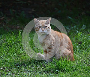 Red-haired cat is sitting on the green grass