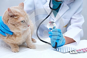 A red-haired cat at a vet`s appointment. a veterinarian with a stethoscope in his hands. medicines for cats. pills, listen to