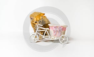 Red-haired cat and a wedding car. Sitting red-haired little kitten on a white background.