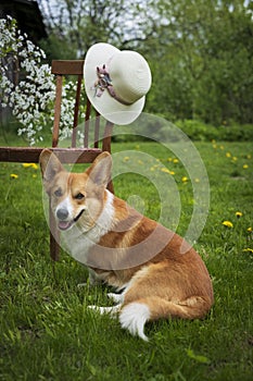 Red haired charming corgi dog on the background of retro chair and hat on a summer holiday in the village