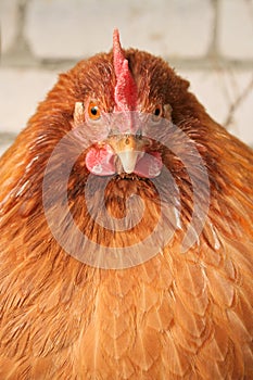 Red-haired chicken