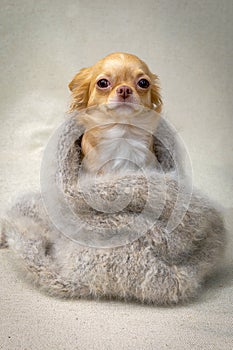 A red-haired chihuahua dog sits wrapped in a fluffy gray shawl, vertical portrait