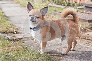 Red-haired Chihuahua dog stands in full growth on the street, sticking out his tongue