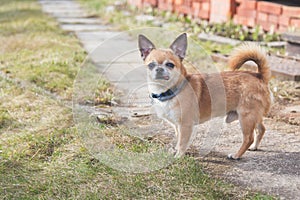 Red-haired Chihuahua dog stands in full growth on the street, sticking out his tongue and looking at the camera
