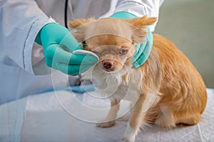 A red-haired chihuahua dog at the vet`s office, having her eye rubbed