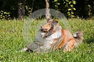 Red-haired collie breed dog on green grass