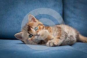 Red-haired cute British kitten is funny lying on a blue couch