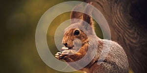 Red-haired cute squirrel gnaws a nut on a tree branch in the autumn forest