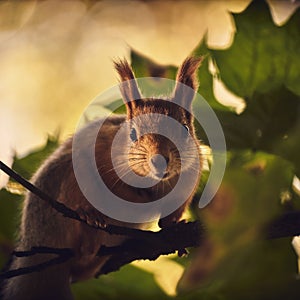 Red-haired cute squirrel gnaws a nut on a tree branch in the autumn forest