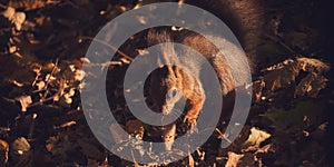 Red-haired cute squirrel gnaws a nut on a tree branch in the autumn forest