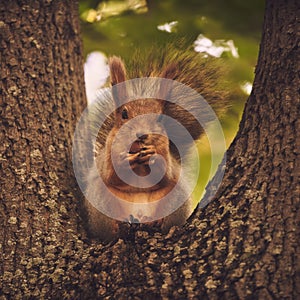 Red-haired cute squirrel gnaws a nut on a tree branch in the autumn forest