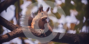 Red-haired cute squirrel gnaws a nut on a tree branch in the autumn forest