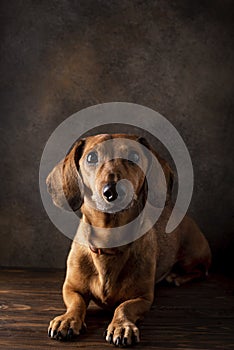 red-haired dachshund dog lying on the wooden floor