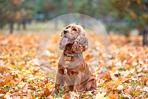 red-haired dog of the American Cocker spaniel breed sits among the yellow autumn fallen leaves in the park