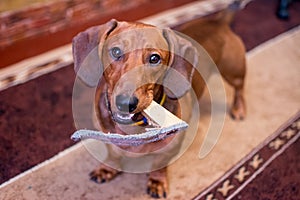 Red-haired dog breed dachshund