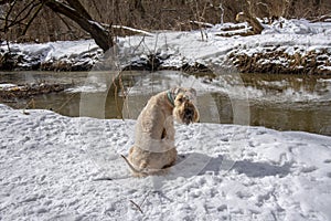 A red-haired dog is sitting on a snow-covered bank above the river.