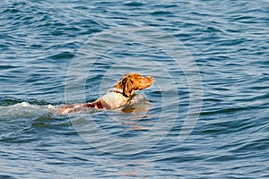 Red-haired dog swims in sea water.