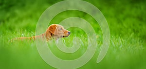 a red-haired dog walks in the tall green grass