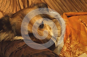 Red-haired ginger beagle hunting dog lying on a sofa on a pillow