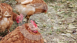 Red-haired hens roam freely around the yard in the village.