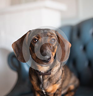 A red-haired hunting dog of the dachshund breed lay down to rest on a blue armchair in the living room