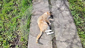 A red-haired kitten basks in the sun on a garden path