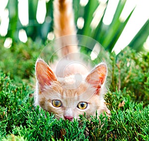 Red-haired kitten hunted in ambush on a hunt in green juniper bu
