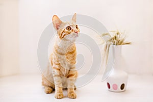 The red-haired kitten sits on the table and sniffs an ear of wheat in a vase
