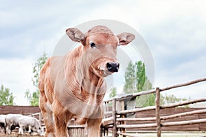 red-haired little calf stands on a farm on a background of blue sky