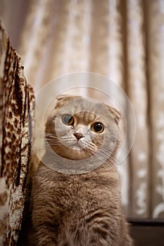 A red-haired lop-eared cat snuggled up to the sofa and watched