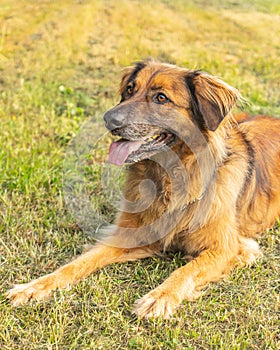 Red haired mixed breed big adult dog lays down on the ground