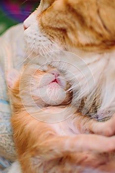 Red-haired mother of a cat with a small kitten. Vertical photography