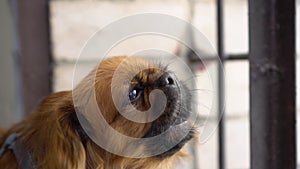 A red-haired Pekingese dog looks to the side and barks. The wind ripples the dog`s fur. Slow motion.