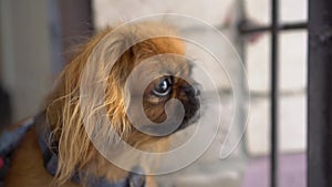 A red-haired Pekingese dog looks to the side and barks. The wind ripples the dog`s fur. Slow motion.