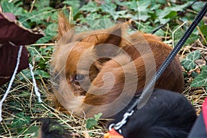 Red-haired puppy sleeps in a grass. A small dog is resting in the park. Long-haired Russian Toy Terrier