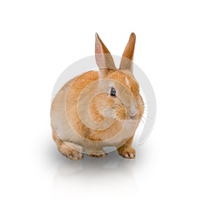 Red-haired rabbit isolated on white background. Cute brown rabbit is sitting.