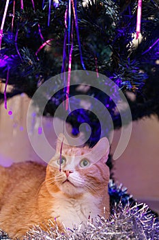 Red-haired short-haired cat lies under the Christmas tree