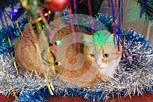 Red-haired short-haired cat lies under the Christmas tree