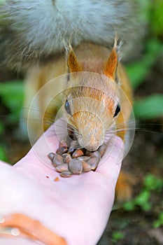 Red-haired squirrel eats pine nuts with hands.