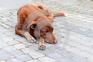 A red-haired stray dog is lying in the middle of the street, sad
