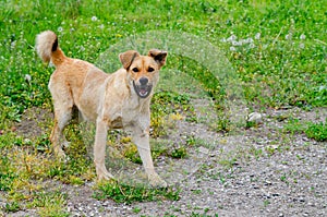 A red-haired stray dog plays