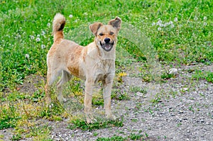 A red-haired stray dog plays