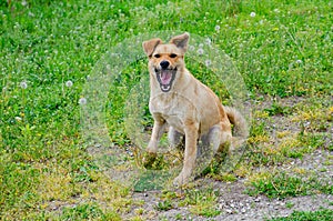 A red-haired stray dog plays