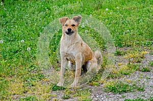 A red-haired stray dog plays