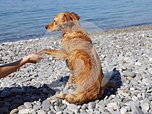 Red-haired wet dog puts his friendly paw on the hand of person, on pebble beach