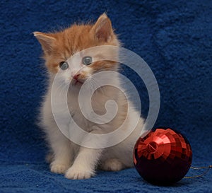 Red-haired with a white kitten on a blue