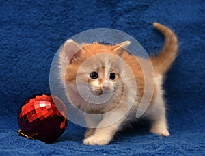 Red-haired with a white kitten on a blue