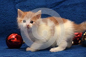 Red-haired with a white kitten on a blue