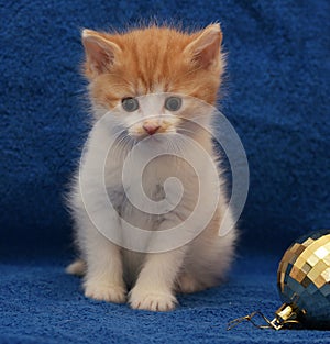 Red-haired with a white kitten on a blue