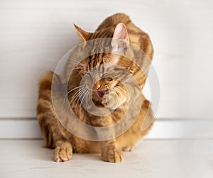 A red-haired young cat washes next to a water tap in the kitchen.photo